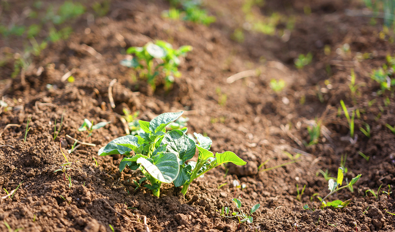 Young potato plant sprouts in tilled soil under sunlight.