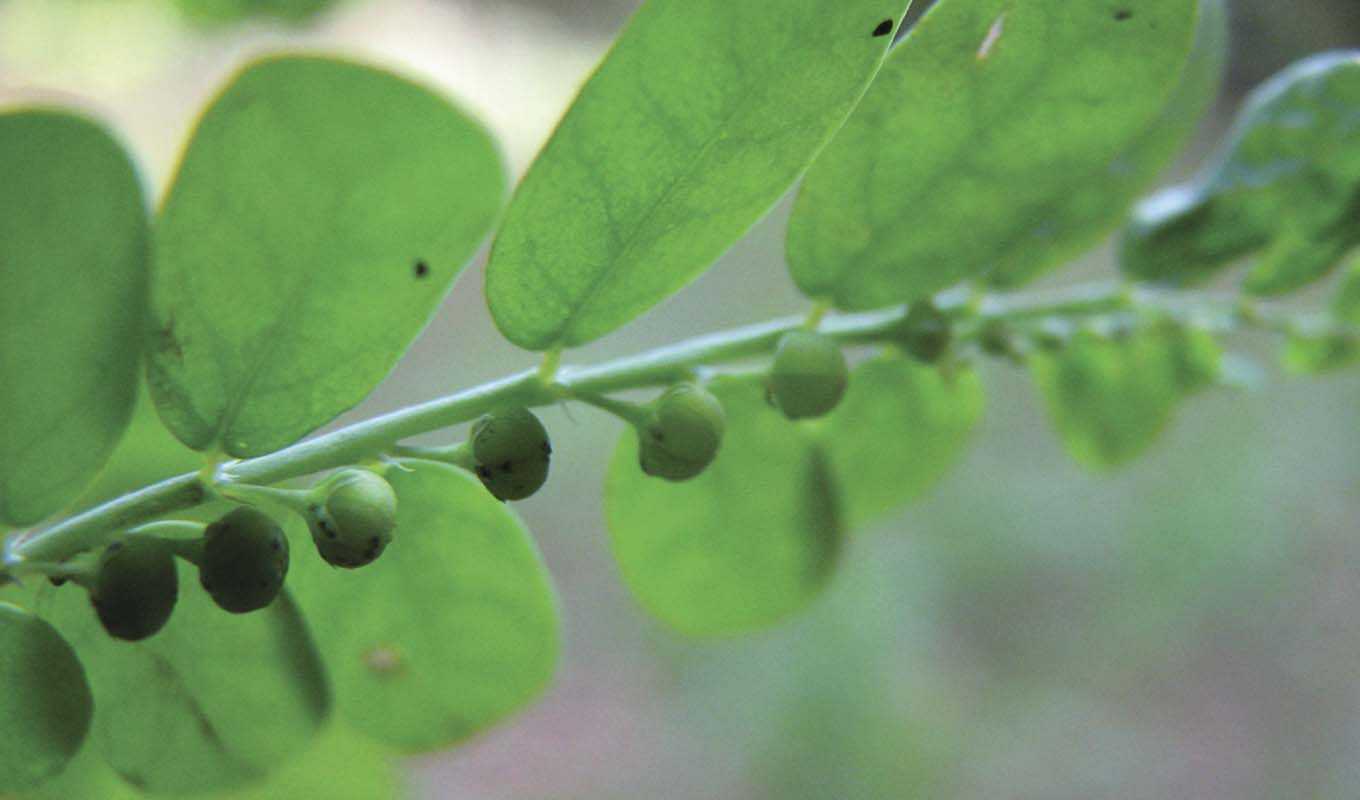 Chanca Piedra seeds on the vine