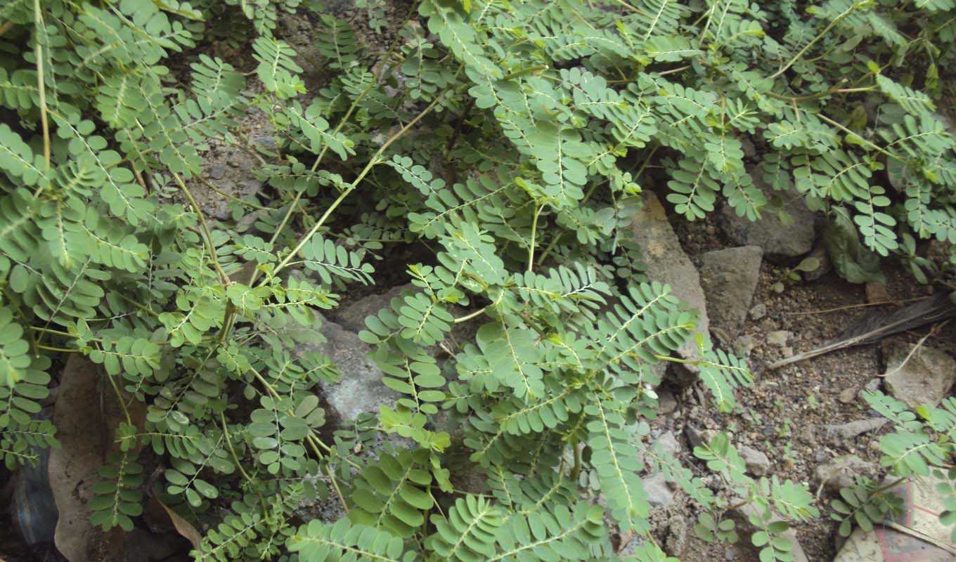 Visual to best identify chanca piedra out in the wild