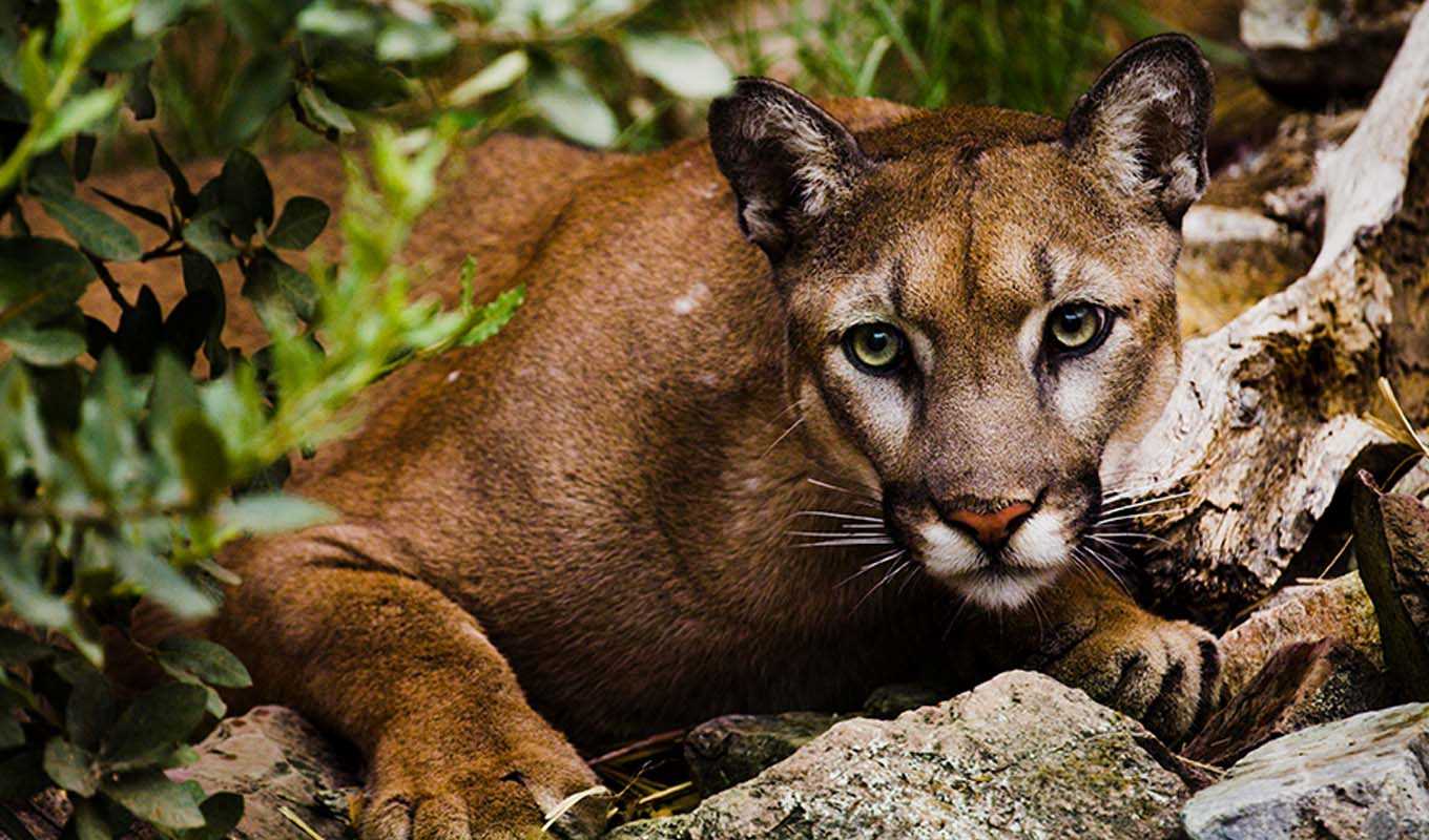 A cougar in the wild