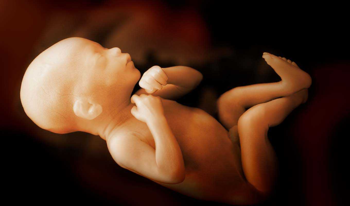 A human fetus