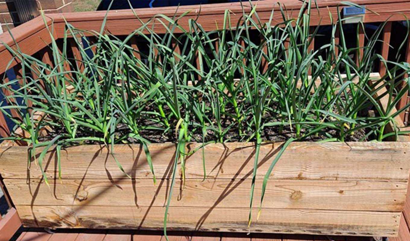 Gardenbox