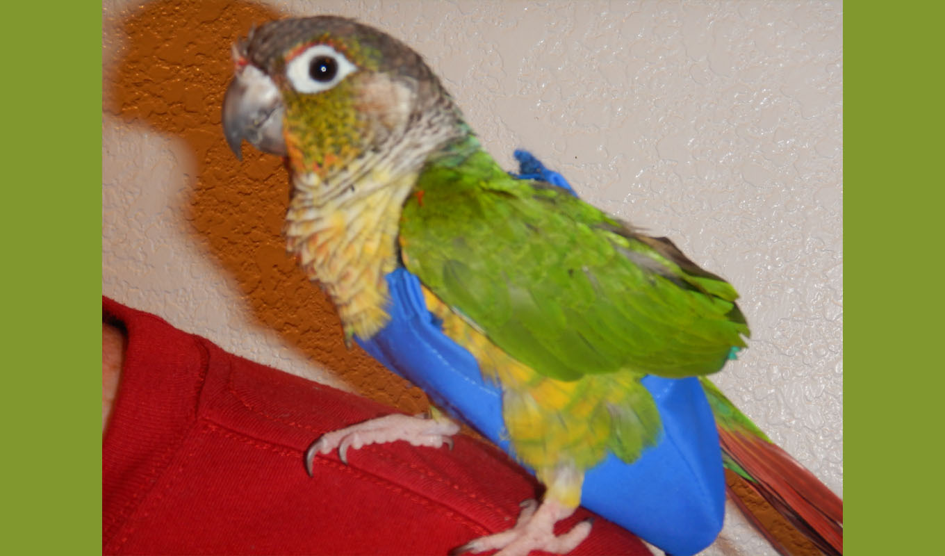 Green-cheeked conure therapy parrot named Glory wearing a blue flight suit, perched on shoulder, used in animal-assisted therapy ministry and hospital visits