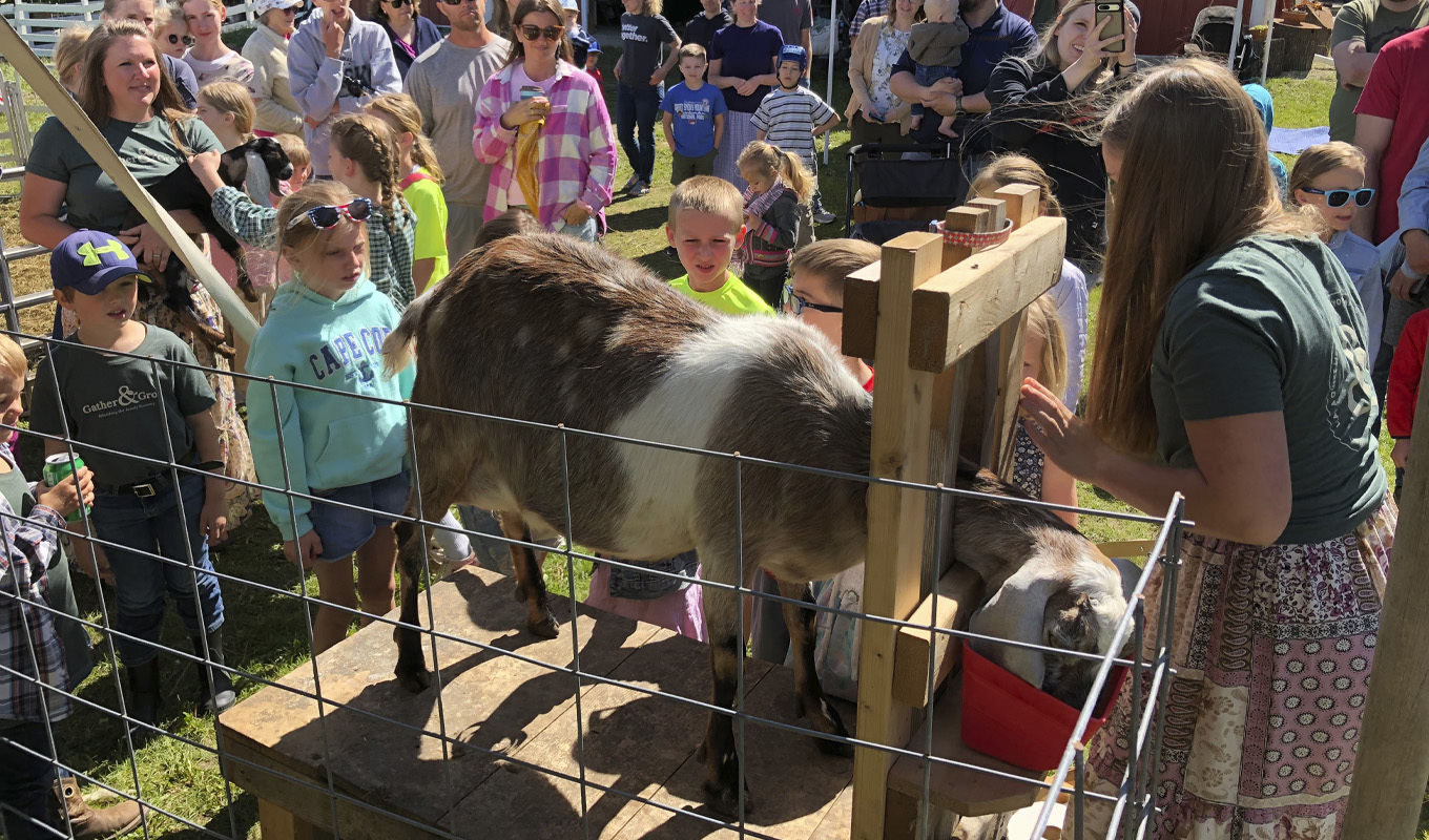Goats in feeding pen, surrounded by people at an outdoor event.