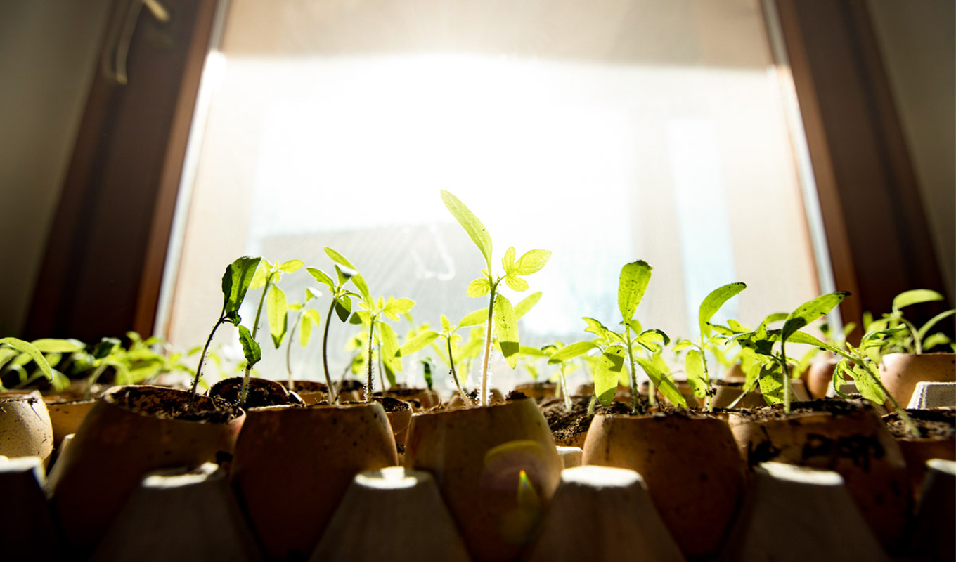 Young green seedlings growing in small starter pods on a windowsill, illuminated by bright sunlight streaming through the window behind them.