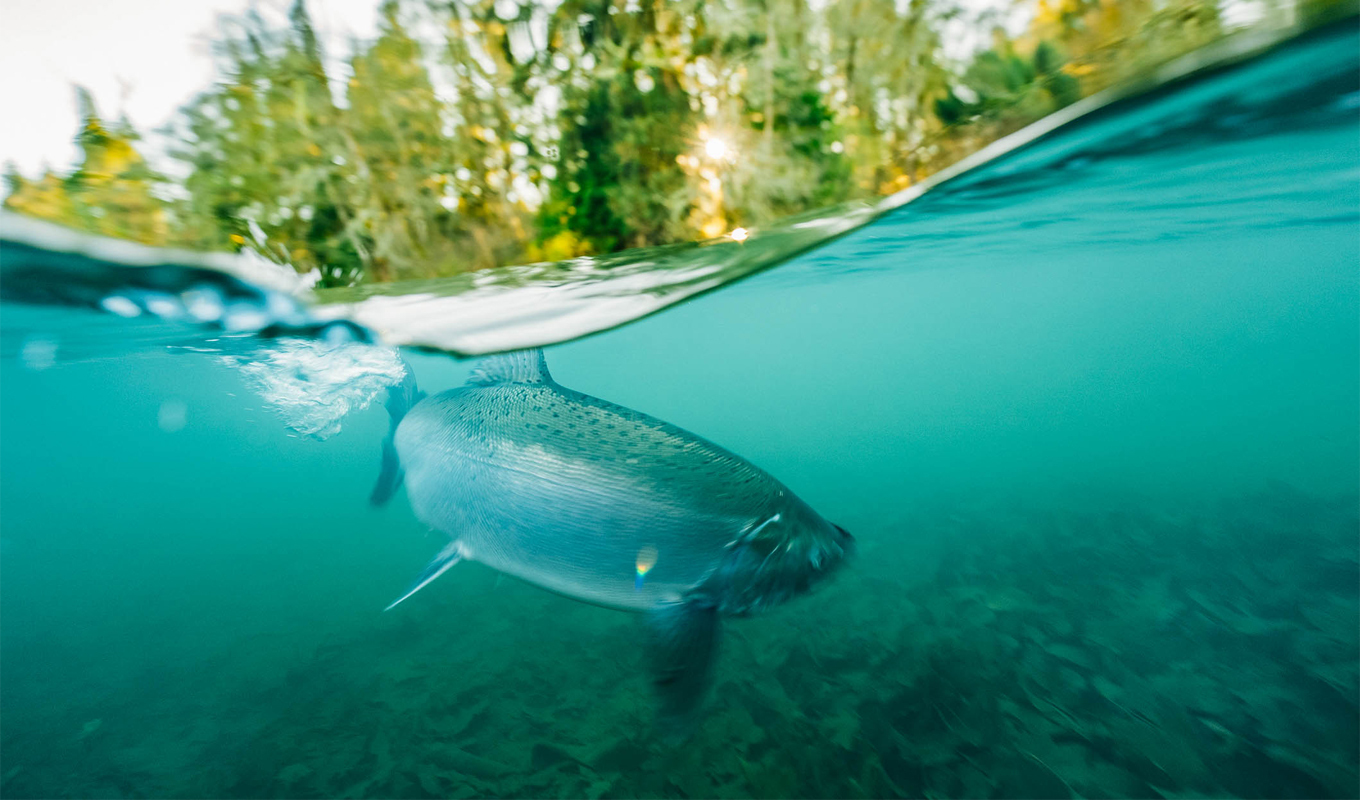 Underwater view of a salmon swimming just below the water’s surface, with sunlight filtering through and a forested shoreline visible above the waterline.